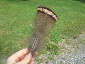 The beautiful feather I found on my walk