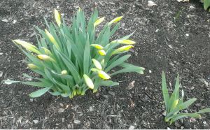 Daffodils soon to open.