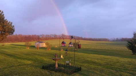 Rainbow shining down on my bird oasis.