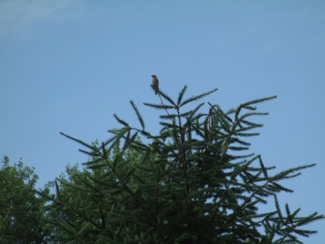 One of my bluebirds on their favorite pine tree perch.