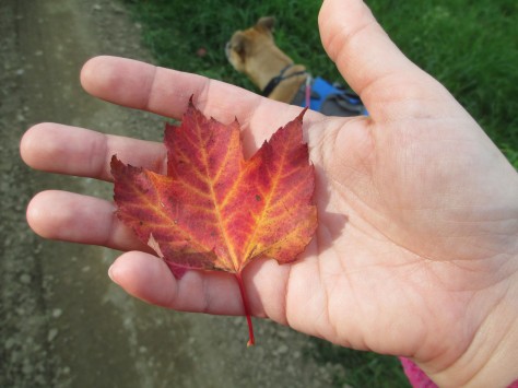 One of the fallen leaves. Note Jazz keeping watch nearby.