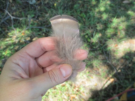 Turkey feather I found today.
