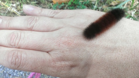 The first fuzzy caterpillar I've rescued this fall!