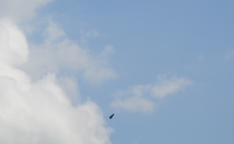 Hawk I saw soaring over the back field today.