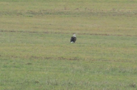 bald eagle in New York State