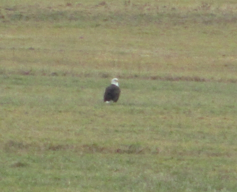 bald eagle in field