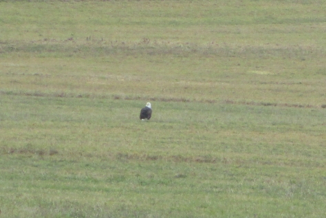 bald eagle sitting in field