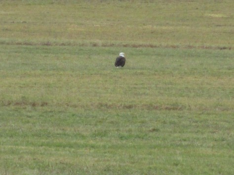 sitting bald eagle