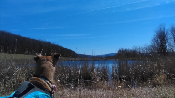 dog gazing across pond