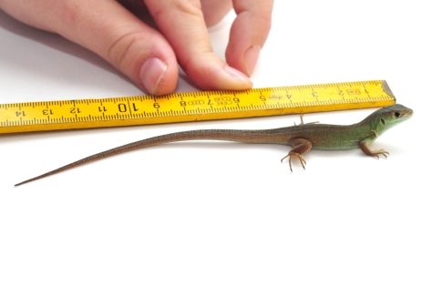 I feel as small as this lizard in big box stores sometimes.