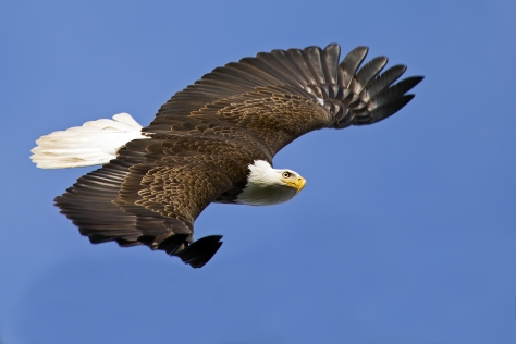 © Bkushner | Dreamstime.com - <a href="http://www.dreamstime.com/stock-photo-bald-eagle-flight-looking-camera-image64407519#res13400710">Bald Eagle In Flight Photo</a>