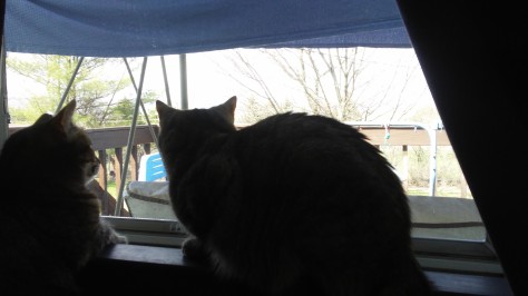 cats in window